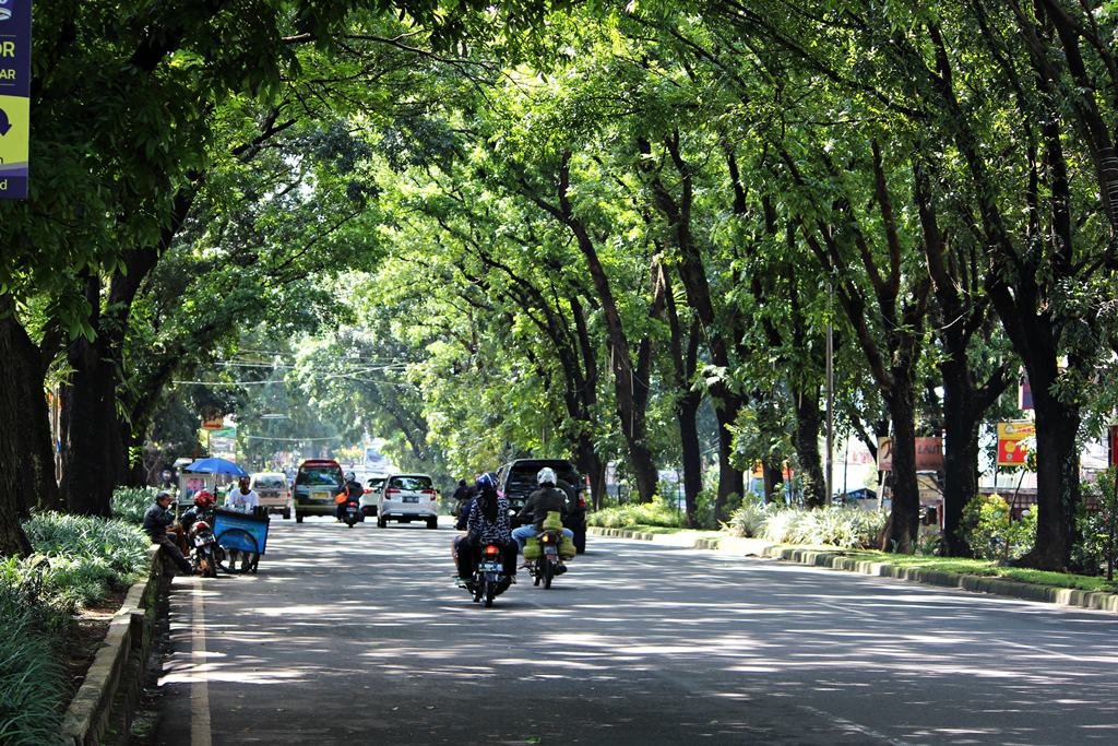 Pemkot Bogor Tebang 53 Pohon dari 249 Pohon Rawan Tumbang