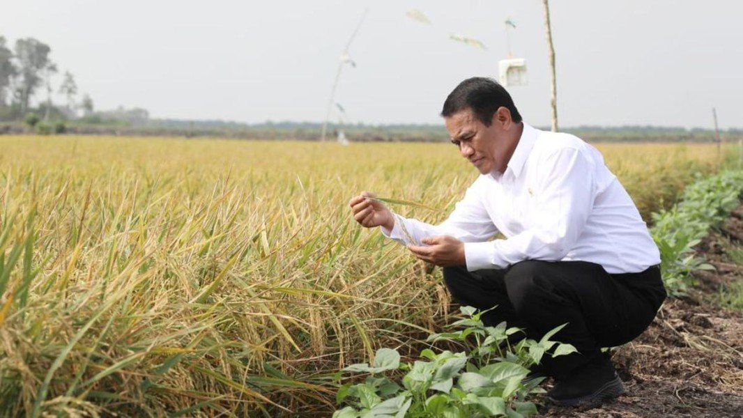Mentan Amran: Kebijakan Pro-Petani Dorong Produksi Padi Tertinggi dalam Sejarah