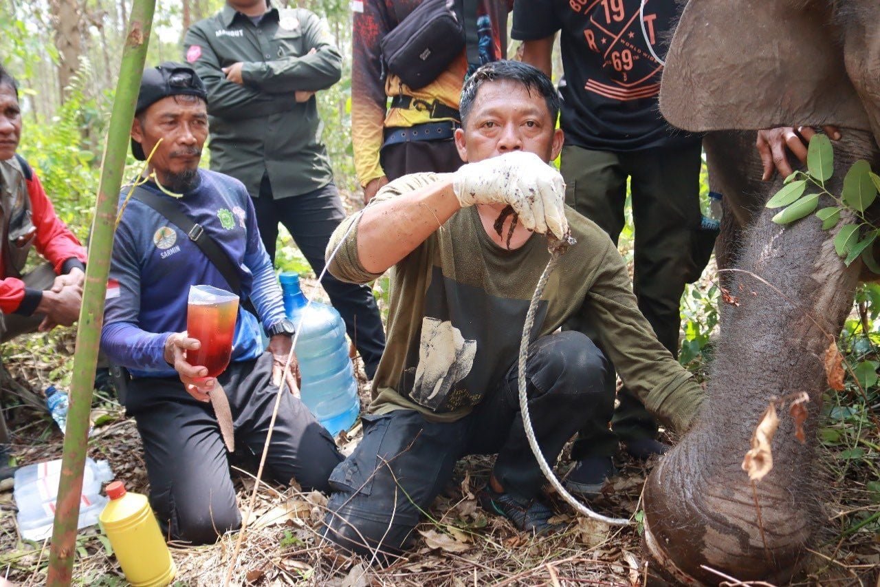 BBKSDA Riau Selamatkan Anak Gajah Liar yang Terluka Akibat Jerat