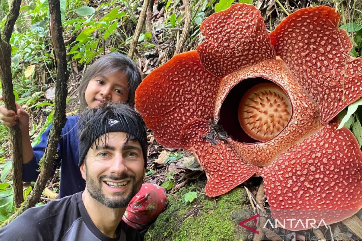 Bunga Rafflesia Arnoldii Mekar Sempurna di Desa Selamat Sudiarjo, Rejang Lebong