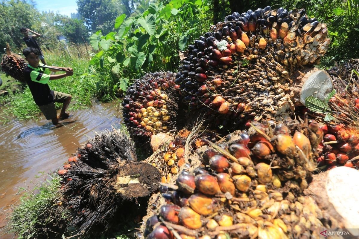 Harga TBS Sawit Sumbar Periode III Desember 2025 Naik Jadi Rp3.549 per Kg Harga TBS Sawit Sumbar Periode III Desember 2025 Naik Jadi Rp3.549 per Kg
