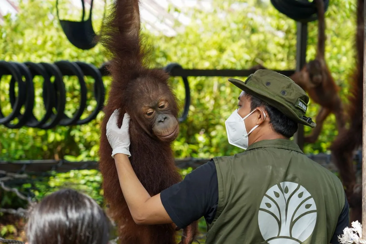 Kemenhut Lepasliarkan Dua Orangutan di Taman Nasional Tanjung Puting
