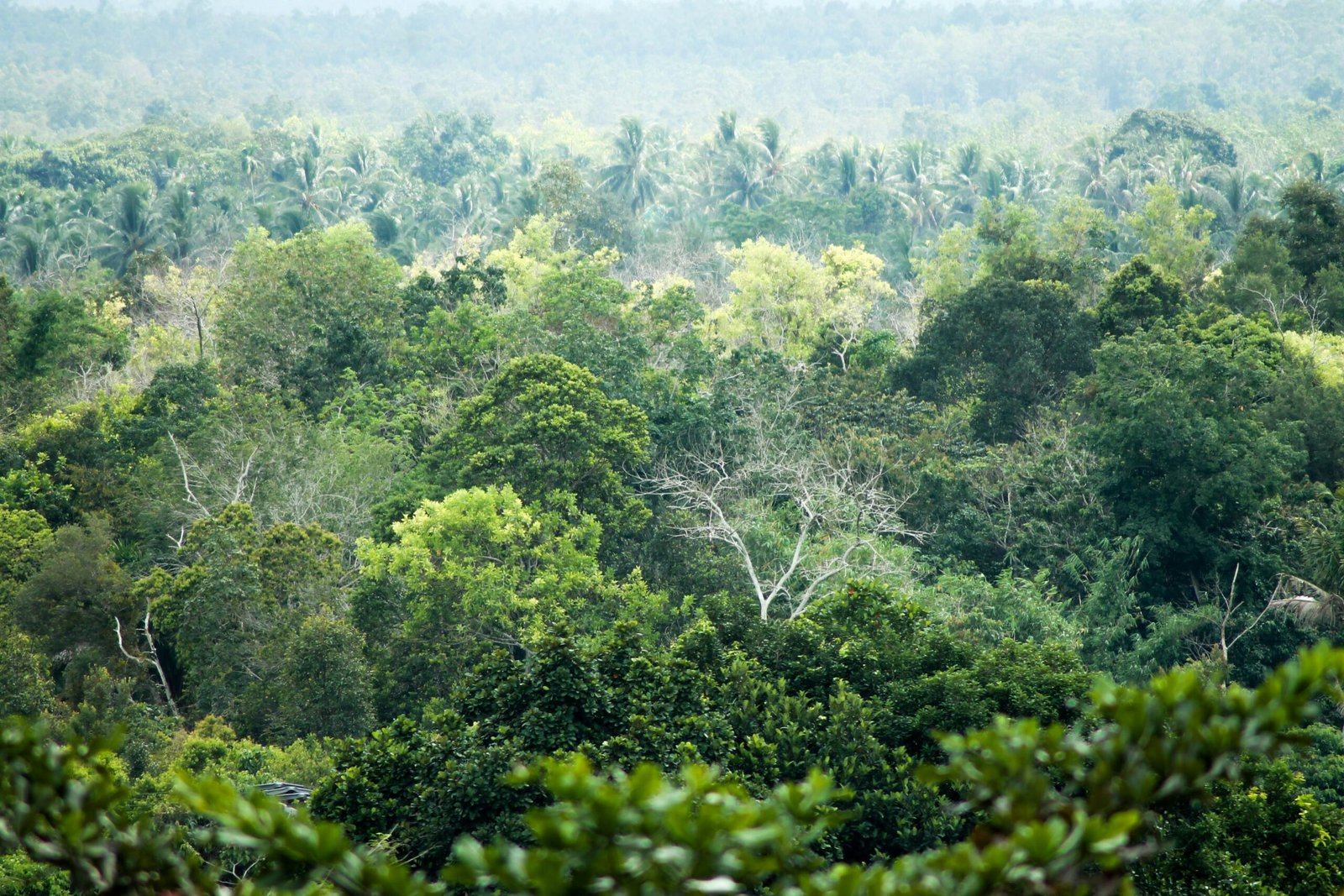 DPR Dorong Perbaikan Tata Kelola Hutan melalui Revisi UU Kehutanan