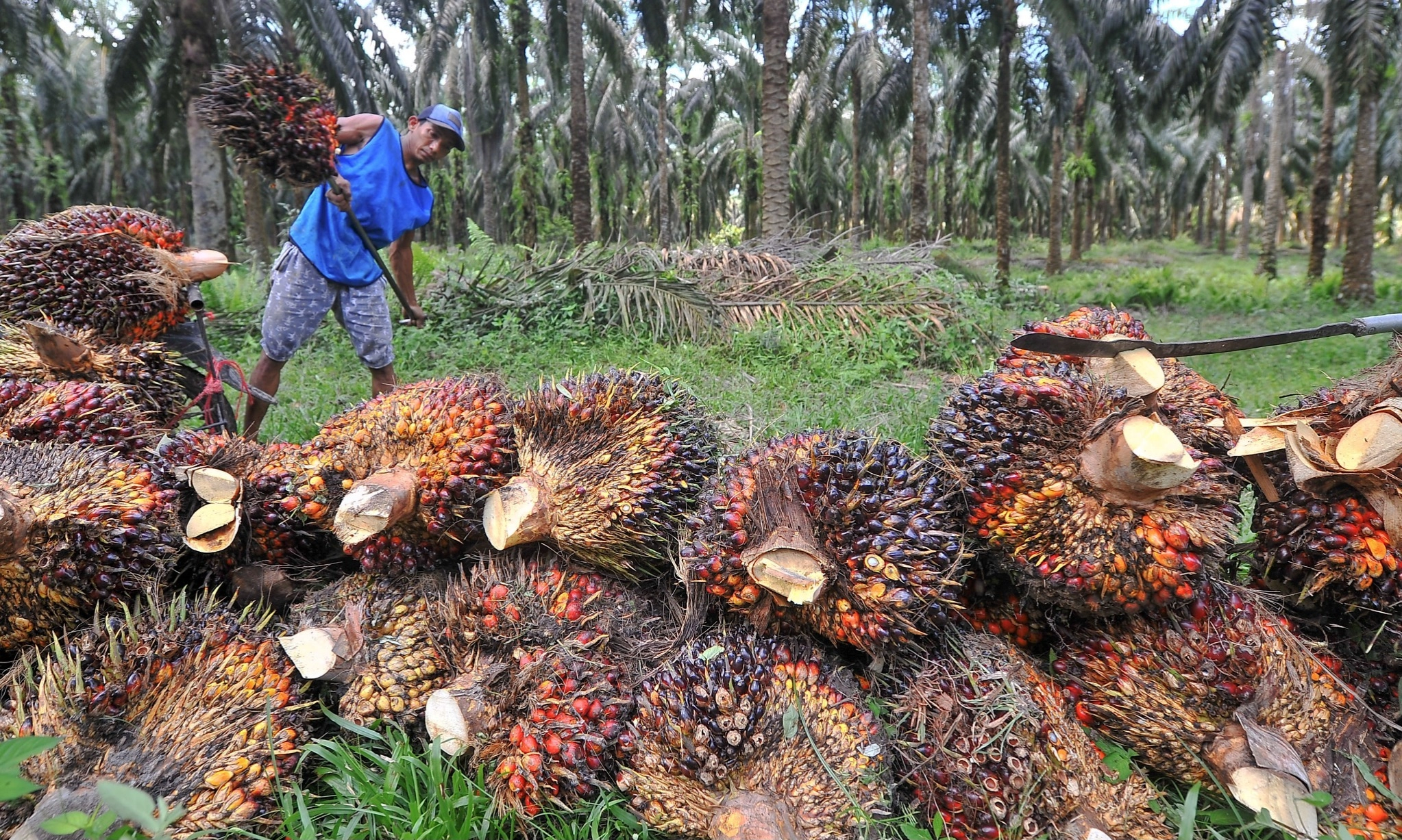 Harga Referensi CPO Januari 2026 Turun Jadi 915,64 USD/MT, BK & PE Ditetapkan