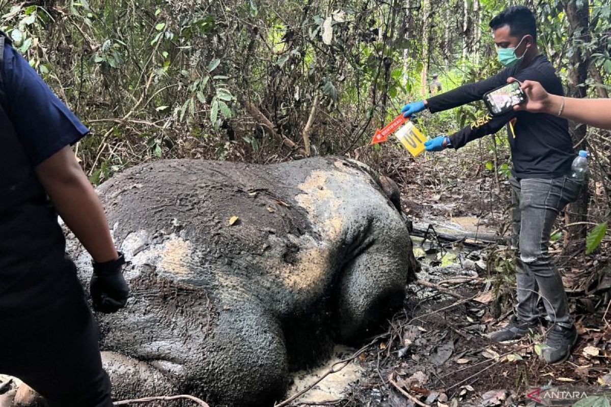 Perburuan Liar Diduga Tewaskan Gajah Sumatera di Area Perusahaan Riau Perburuan Liar Diduga Tewaskan Gajah Sumatera di Area Perusahaan Riau