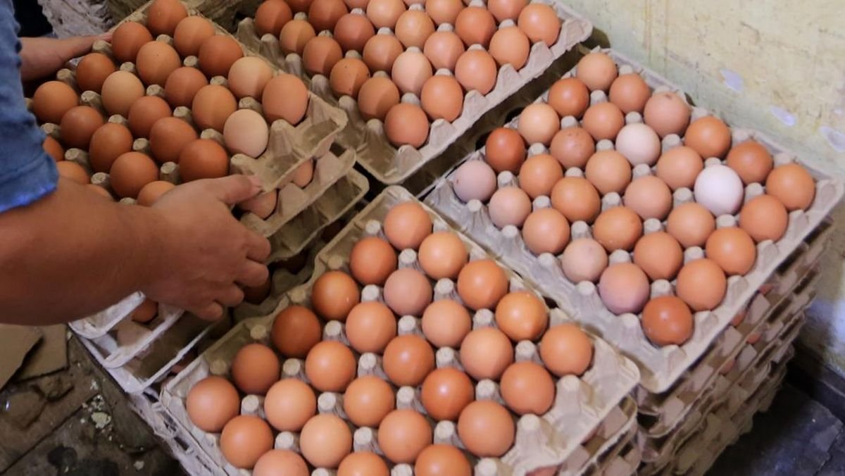 Harga Telur Ayam Ras di Pasar Stabil, Produksi Nasional Surplus