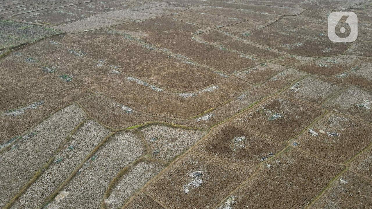 Waspada Dampak El Nino, BMKG Ungkap Kemarau 2026 Lebih Panjang