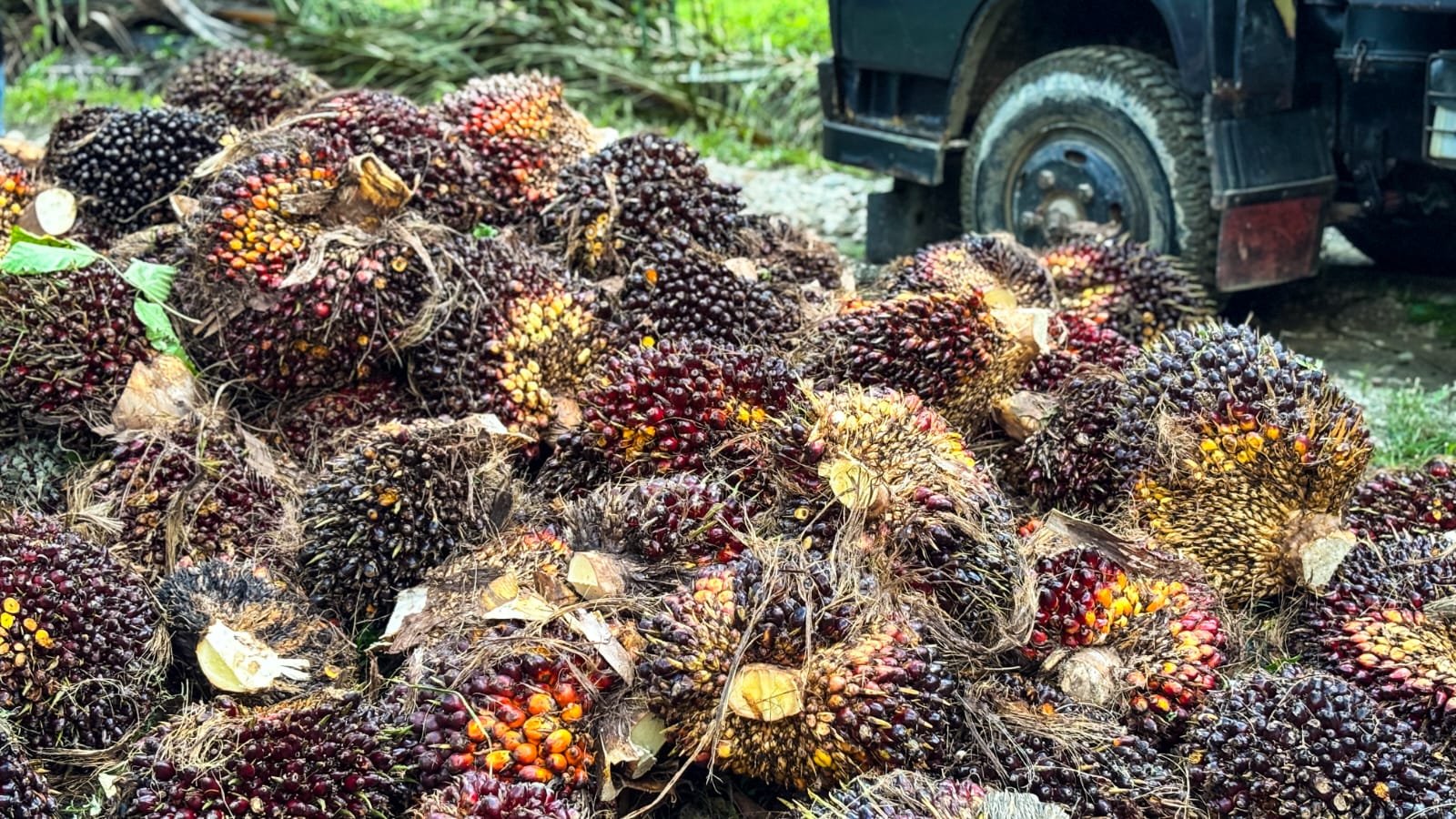 Petani Sawit Riau Nikmati Kenaikan Harga TBS, Tembus Rp3.674 per Kg