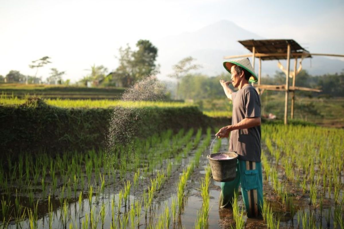Kementan Perkuat Mitigasi Kemarau untuk Jaga Ketahanan Pangan Nasional