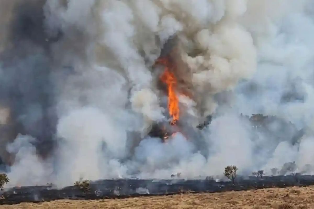 Alun-alun Suryakencana Gunung Gede Terbakar, Pendakian Ditutup hingga 11 Agustus