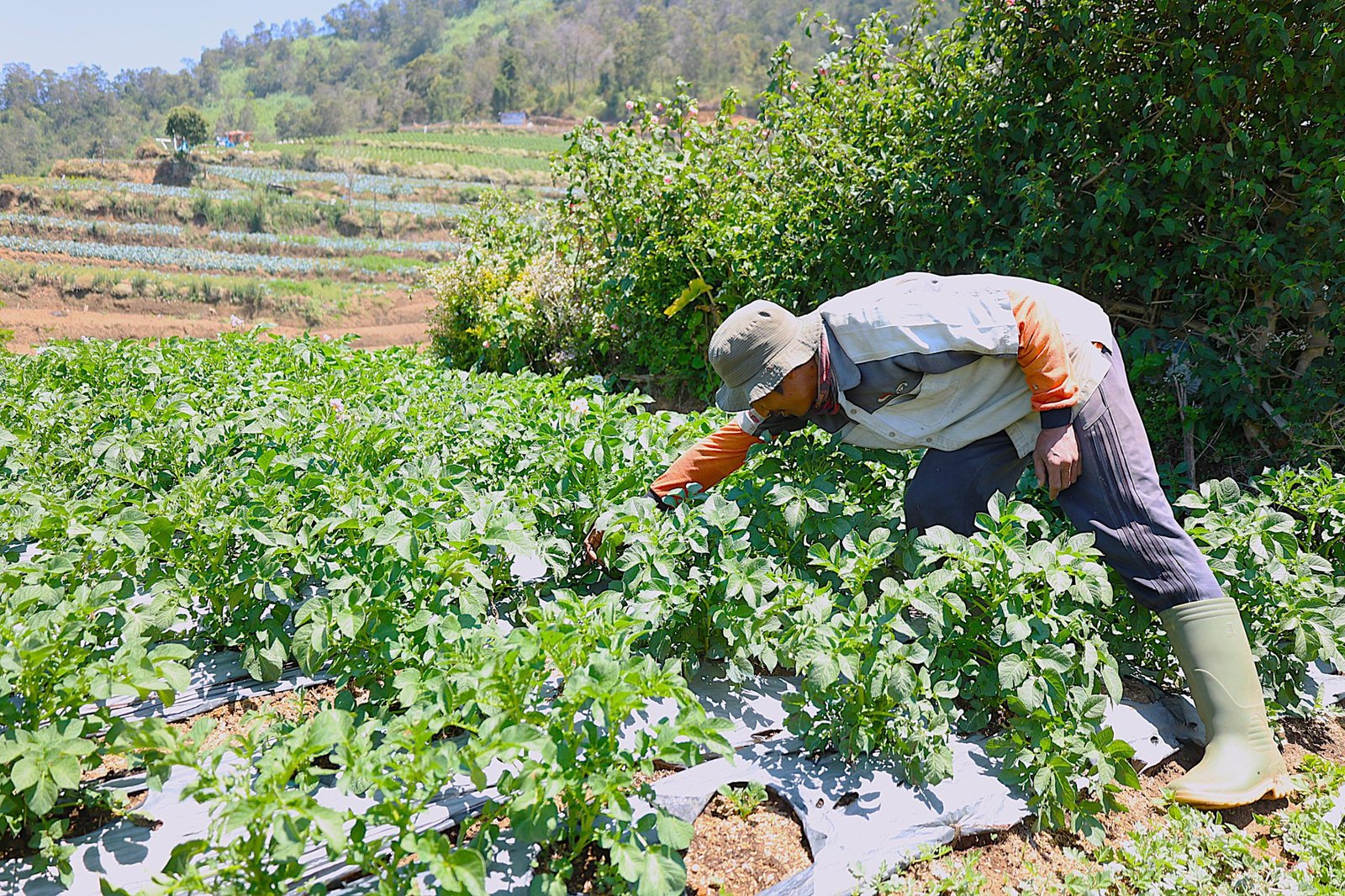 LPDB Koperasi Salurkan Rp379,28 Miliar untuk Pertanian, Naik Tujuh Kali Lipat Sejak 2021 LPDB Koperasi Salurkan Rp379,28 Miliar untuk Pertanian, Naik Tujuh Kali Lipat Sejak 2021